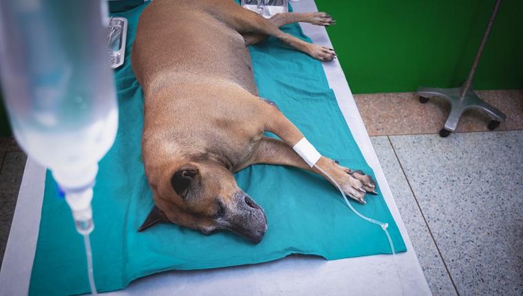 The dog anesthesia lying and drip on the bed, waiting for hysterotomy from a veterinarian.