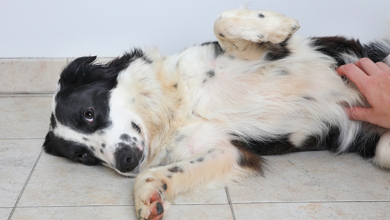 Border Collie dog in an animal shelter waiting to be adopted