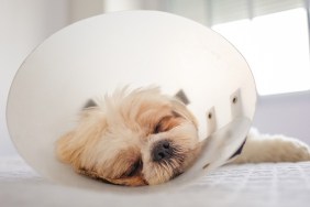 Portrait Of Shih Tzu With Protective Cone Collar after a Operation.