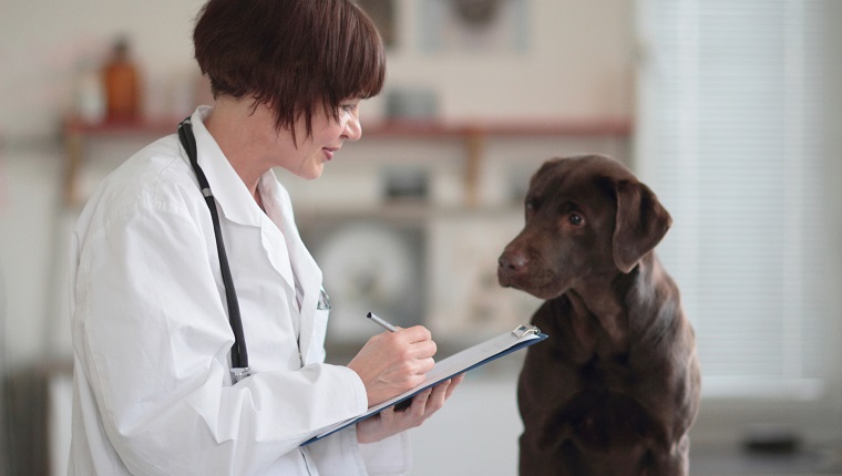 Female veterinarian making notes of examination on clipboard