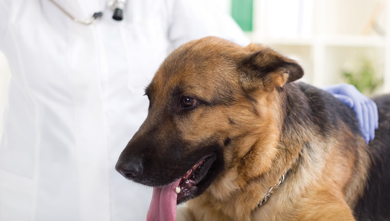 veterinarian hugging and calms the dog