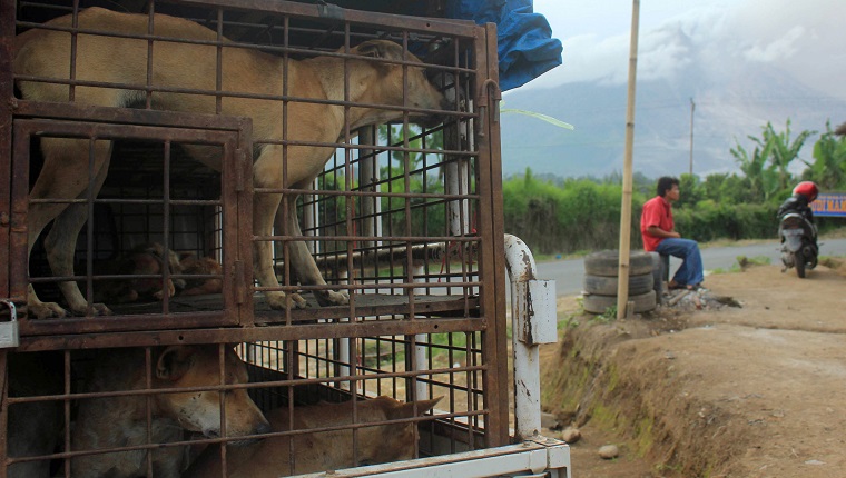 KARO, INDONESIA - JUNE 21: Caged dogs wait to be sold in a market on June 21, 2015 in Karo, North Sumatra, Indonesia. Indonesia is predominantly a Muslim country, a faith which considers dog meat, along with pork to be 'haram' (ritually unclean) and therefore discourages its consumption. However, dog meat is eaten by several of Indonesia's non-Muslim minorities. PHOTOGRAPH BY Jefta Images / Barcroft Media (Photo credit should read Jefta Images / Barcroft Media via Getty Images)