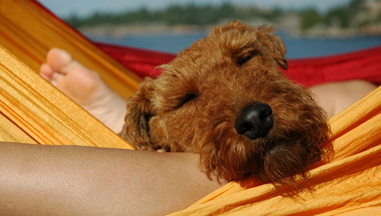 Welsh Terrier relaxing in hammock