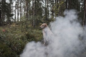 Dog sitting by smoke in forest