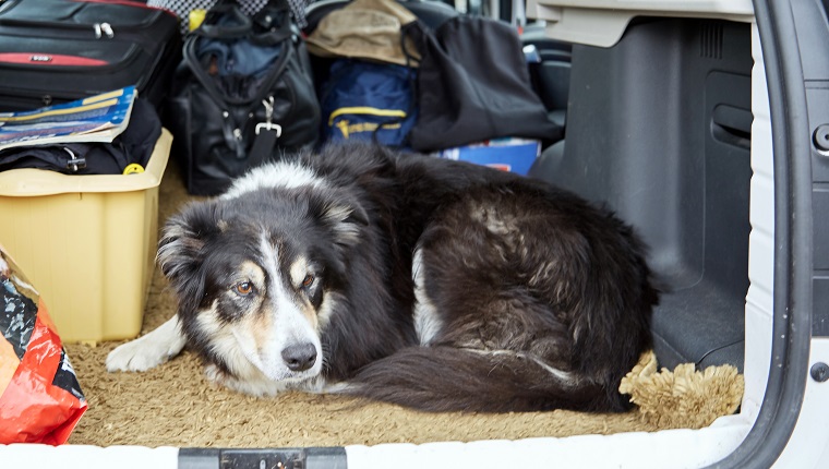 Border collie in boot of car loaded up for vacation