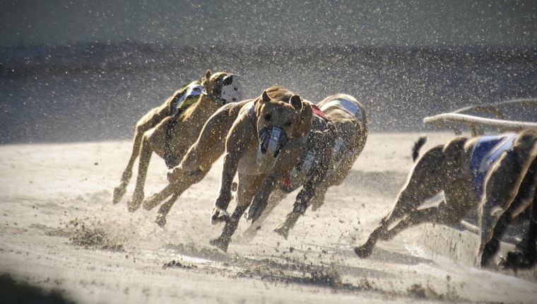 Greyhounds racing: 4 of 7.