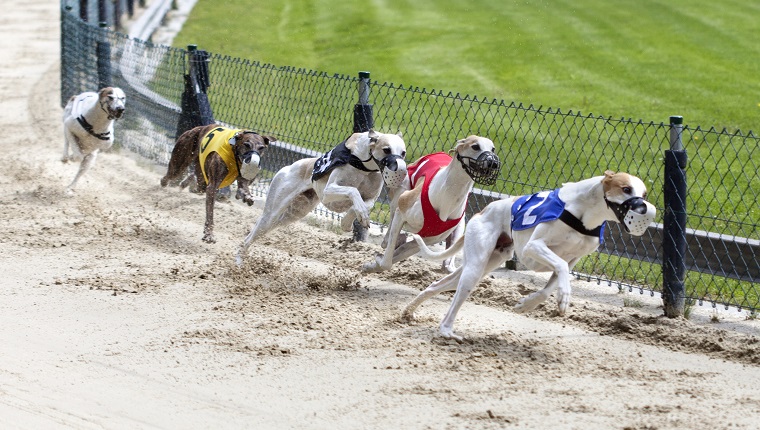 Greyhounds on racetrack. Traditional greyhound uniforms - no specific property traceable. Minor motion blur