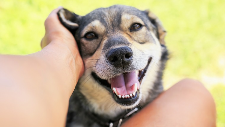 funny beautiful dog crouched his face with pleasure and gaped his mouth from the hands of a man scratching behind his ear