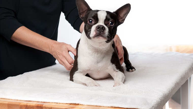 3 year old Boston terrier is lying down on a massage table while receiving a therapeutic massage.