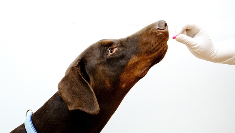 veterinary inspection Doberman dog