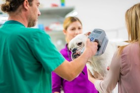 English bulldog at the veterinarians office getting scanned for the chip.