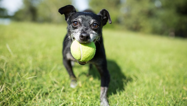 A small dog with a tennis ball in a park on a sunny day.