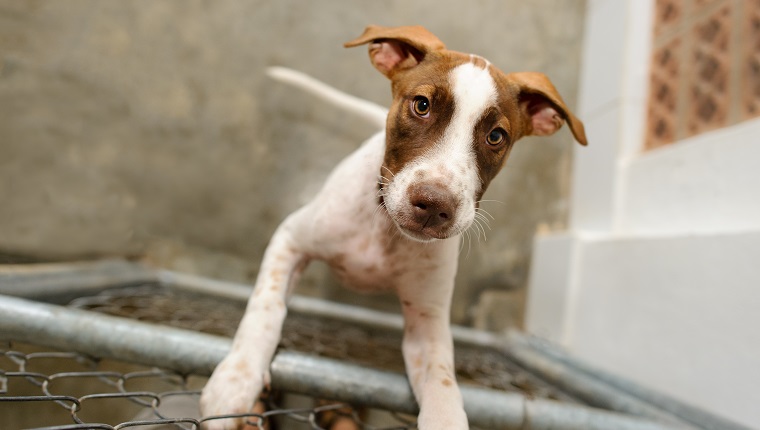 Dog shelter is an animal shelter with a sad cute dog looking up wanting someone to take him home today.