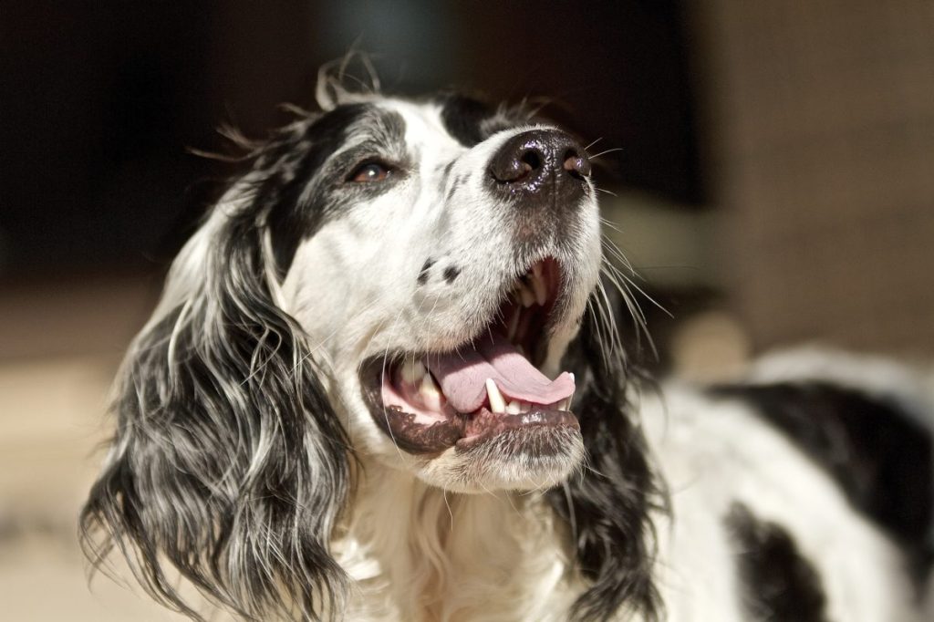 white and black dog with bad breath opening mouth