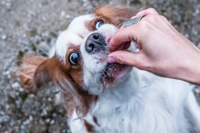 Little dog eating from hand.