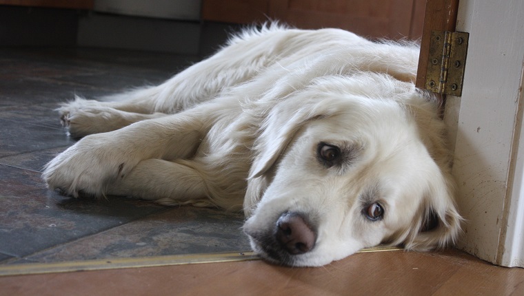 Close-Up Of Dog Lying On Ground