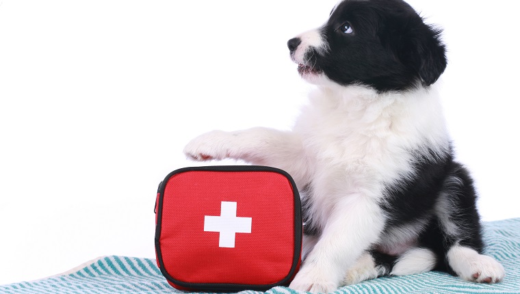 Cute border collie puppy with an emergency kit isolated