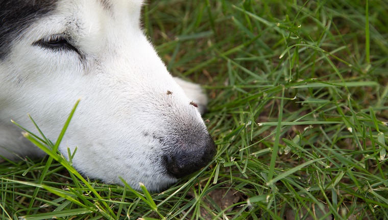 Mosquito bite on dog face while dog sleeping on grass fields.