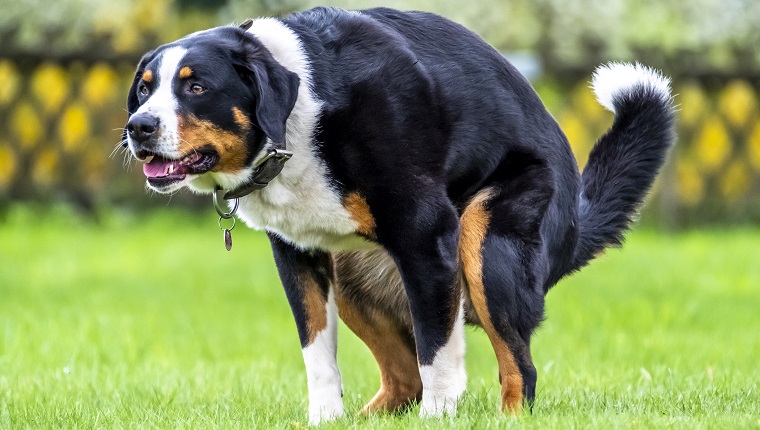 Bernese Mountain Dog pooping in the neighbourhood.