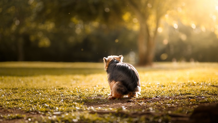 A dog pooping on grass.