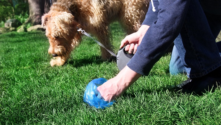 Man Picking up / cleaning up dog droppings