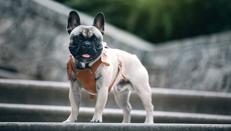 French bulldog at vintage stairs