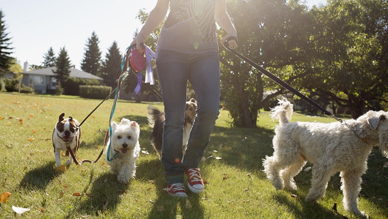 Woman walking dogs in sunny park