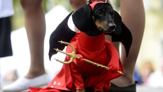 dachshund dressed as devil