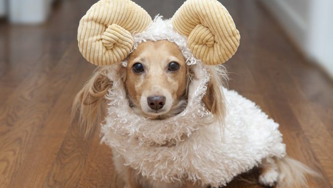 dachshund dressed as ram