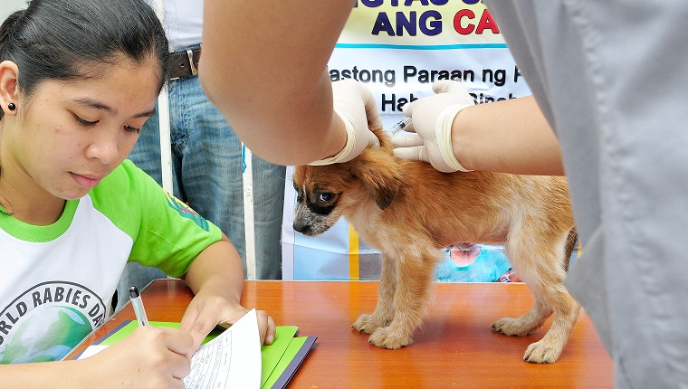 MANILA, PHILIPPINES - SEPTEMBER 28: Pet owners have their dogs vaccinated during World rabies Day celebrations on September 28, 2013 in Cainta Municipality, Philippines. World Rabies Day is an international campaign which is held on September 28th. Launched in 2007, World Rabies Day aims to raise awareness about the public health impact of human and animal rabies.