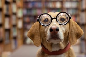 Librarian dog