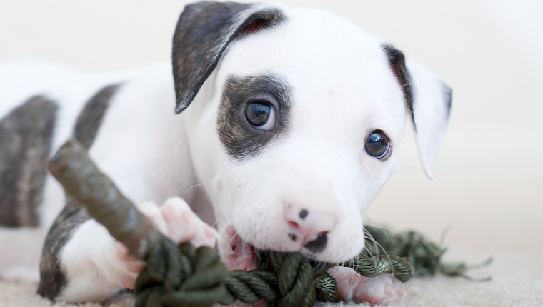 Pit bull Puppie small DOF focused on the eyes