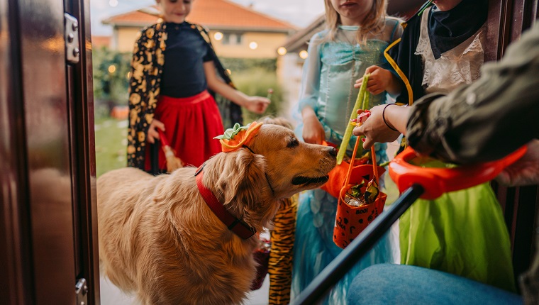 Costumed dog on a trick or treating adventure with kids