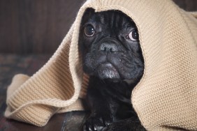 dog peeks out from under the blanket knitted