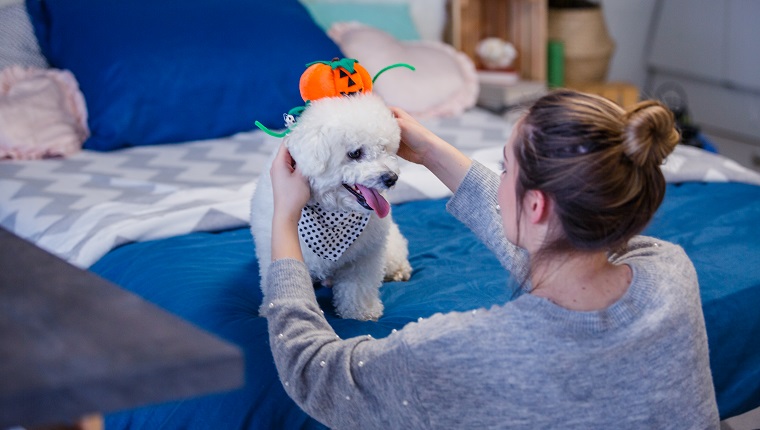 Rear view of a young female putting Jack o' lantern hat on her dog as decoration for Halloween.