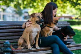 Dog walker sitting on bench and enjoying in park with dogs.