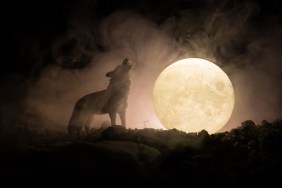 Silhouette of howling wolf against dark toned foggy background and full moon or Wolf in silhouette howling to the full moon. Halloween horror concept. Selective focus