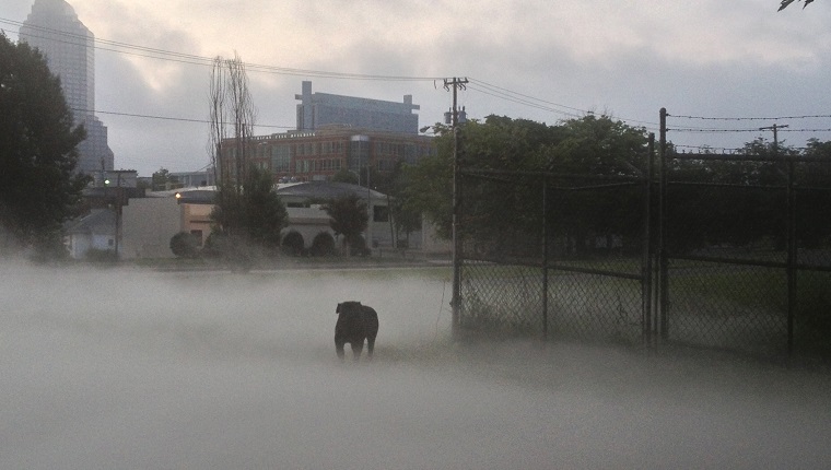 A dog near a graveyard in fog spooky