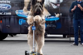 GRANADA HILLS, CA: February 11, 2012  Norman the Scooter Dog, demonstrates his talent at the start of the filming of an open casting call for Animal Planet's upcoming series "Who Let The Dogs Out." Norman sits on the judging panel. Most of the entrants will appear as "extras" in "Who Let The Dogs Out"