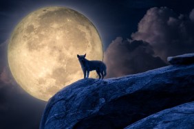 Silhouette of dog stand against moonlight on rock. Halloween concept