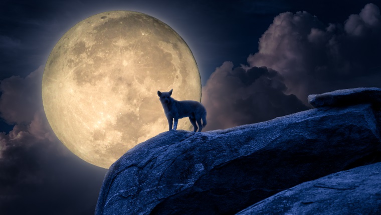 Silhouette of dog stand against moonlight on rock. Halloween concept