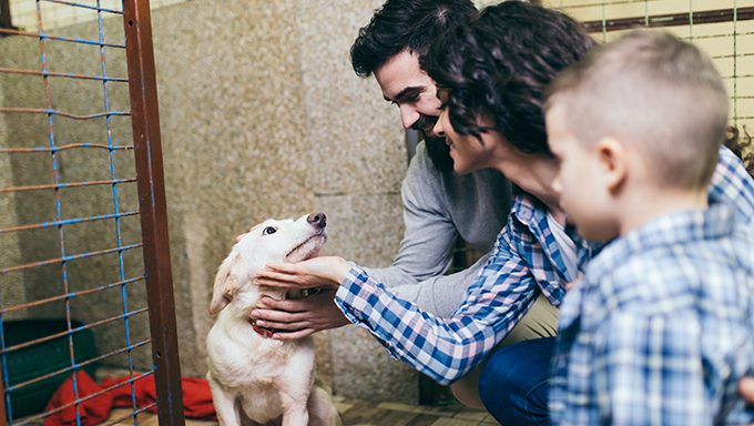 family petting shelter dog