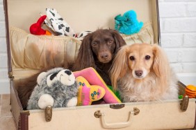 Two dachshunds ready to go with their toys packed in a suitcase.