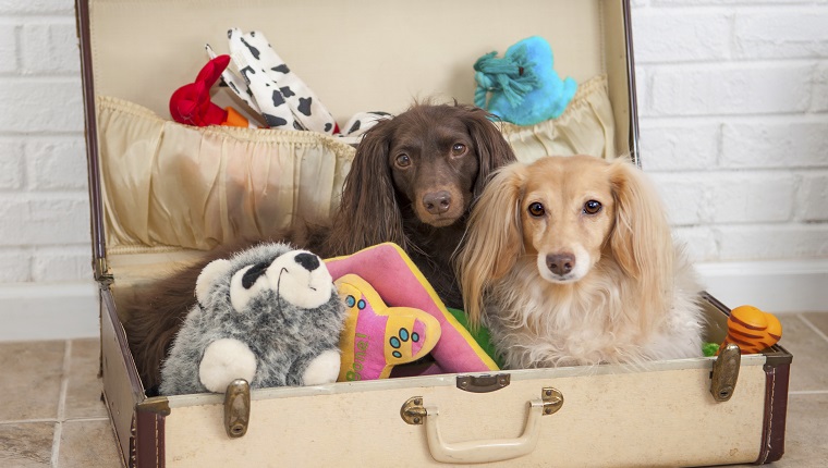 Two dachshunds ready to go with their toys packed in a suitcase.