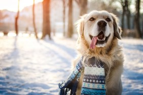 Young golden retriever sitting at the snow on sunny winter day