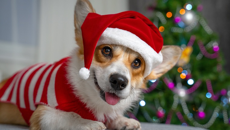 Funny shooting of cute red and white corgi laying on the sofa and wearing Santa Claus costume. New year or Christmas tree lights background