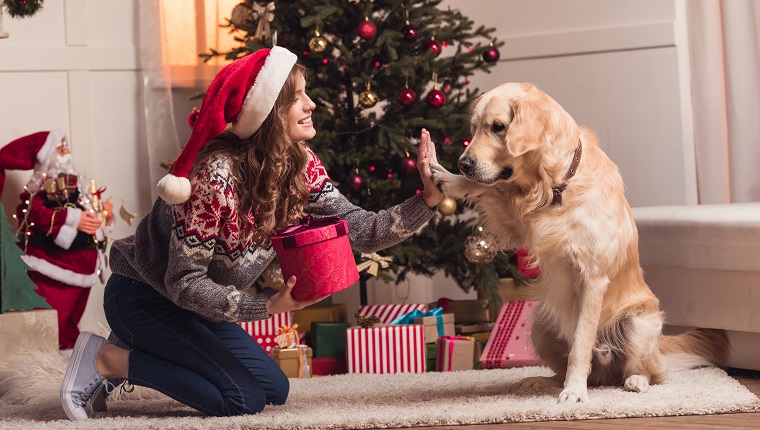 happy young woman in santa hat playing with dog at christmastime