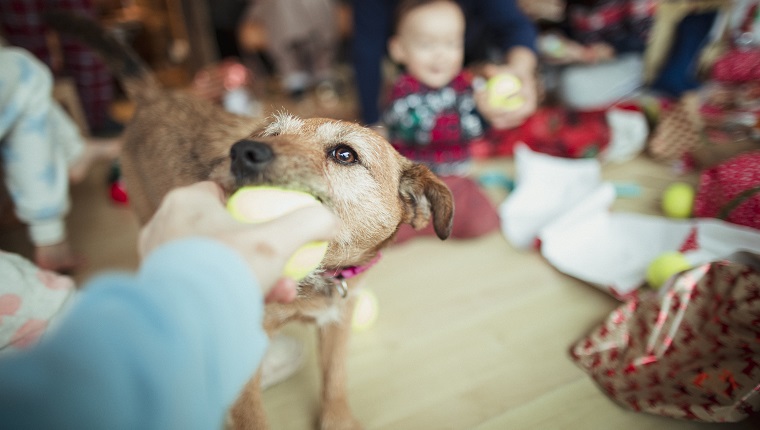 A point of view shot of an unrecognizable person passing a small ball to a patterdale terrier.