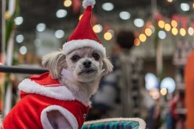 Sweet dog so cute mixed breed with Shih-Tzu, Pomeranian and Poodle looking something with santa claus dress and hat in merry christmas and new year celebration with light bokeh