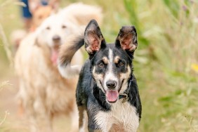 A group of happy dogs walking with their owner in the park